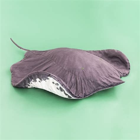 枕頭下放紅包 魟魚讀音